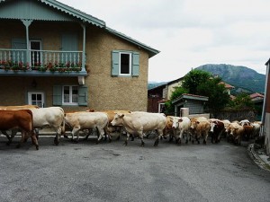 Esbareich montée à l'estive (2)